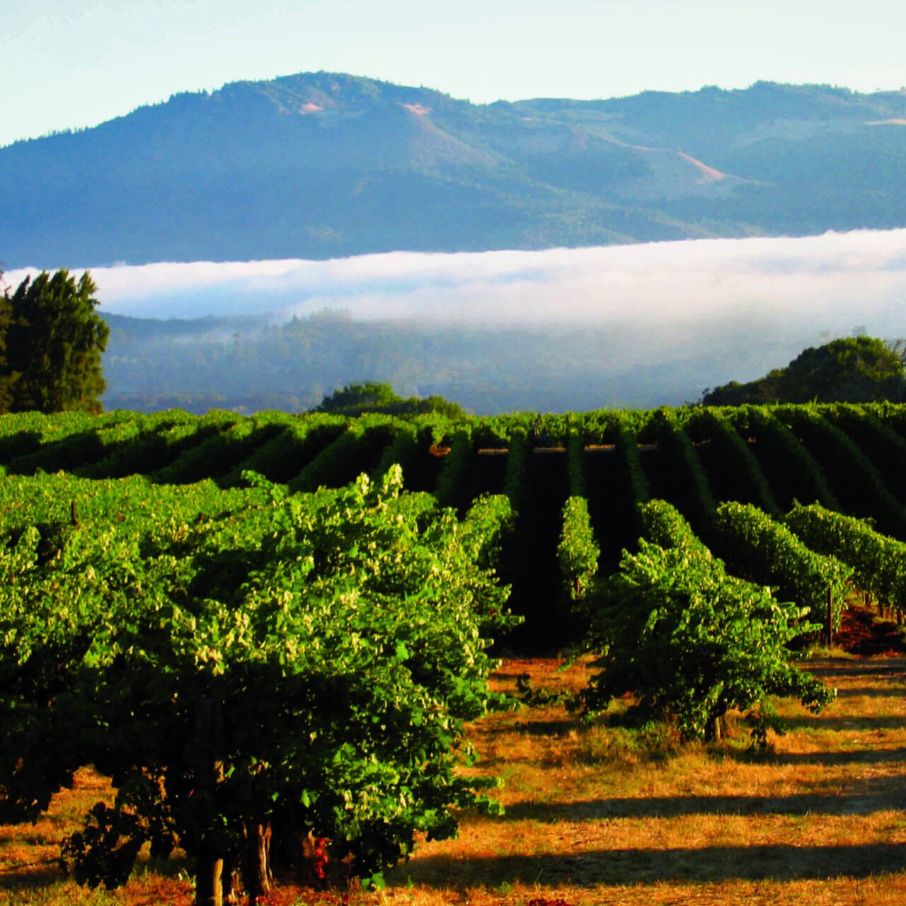 Our Sonoma Mountain Vineyard - Laurel Glen Vineyard